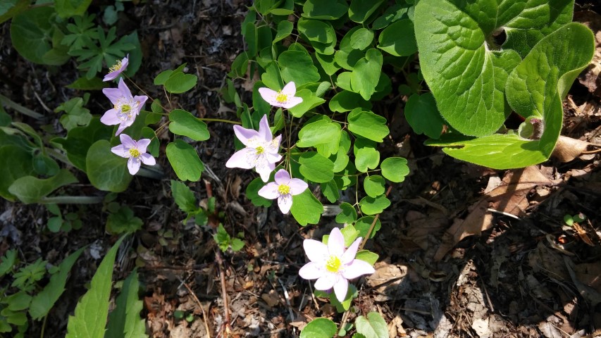 Anemonella thalictroides plantplacesimage20150501_164027.jpg