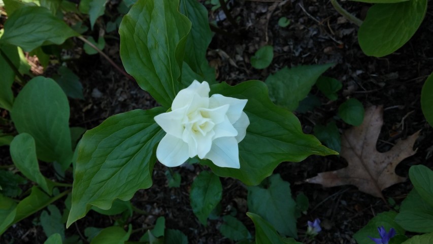 Trillium grandiflorum plantplacesimage20150501_164208.jpg