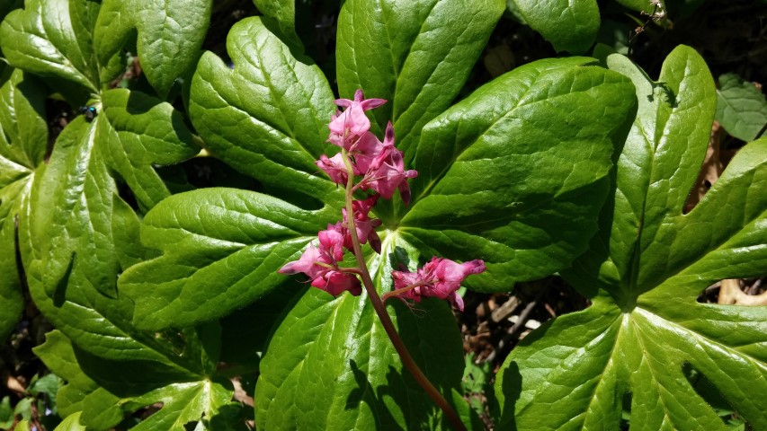 Dicentra eximia plantplacesimage20150501_164346.jpg