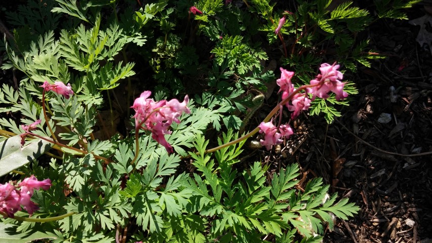 Dicentra eximia plantplacesimage20150501_164632.jpg