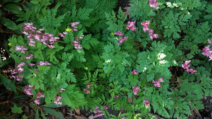 Dicentra eximia plantplacesimage20150501_164642.jpg