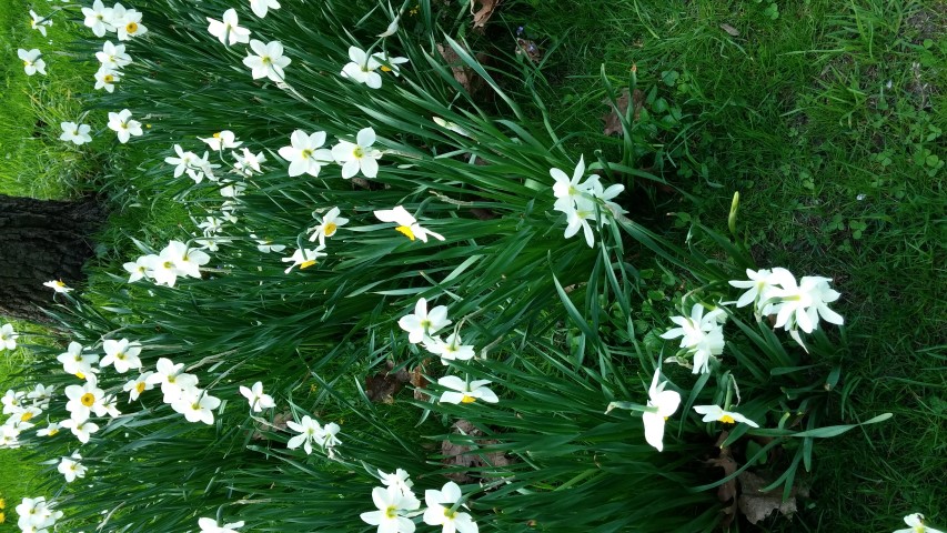 Narcissus spp plantplacesimage20150501_172929.jpg