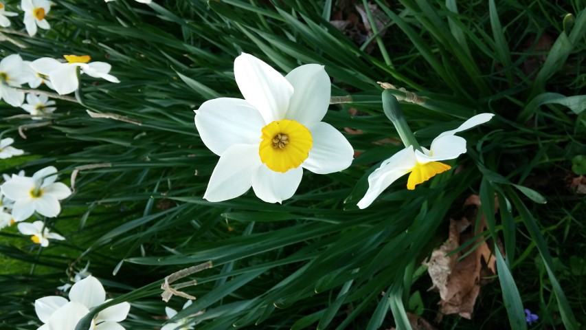Narcissus spp plantplacesimage20150501_172959.jpg
