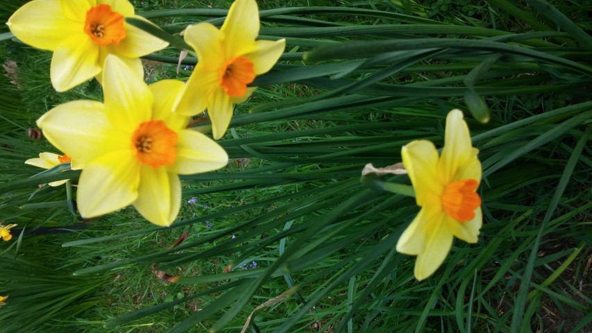 Narcissus spp plantplacesimage20150501_173054.jpg