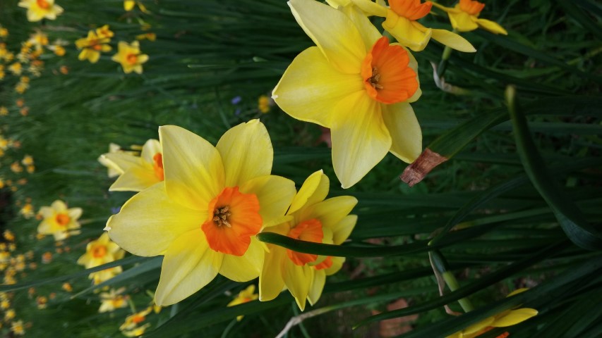 Narcissus spp plantplacesimage20150501_173104.jpg