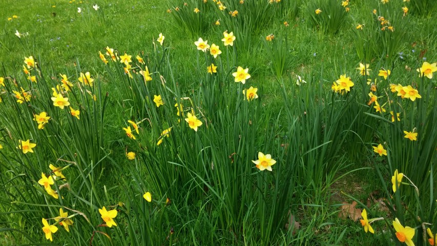 Narcissus spp plantplacesimage20150501_173114.jpg
