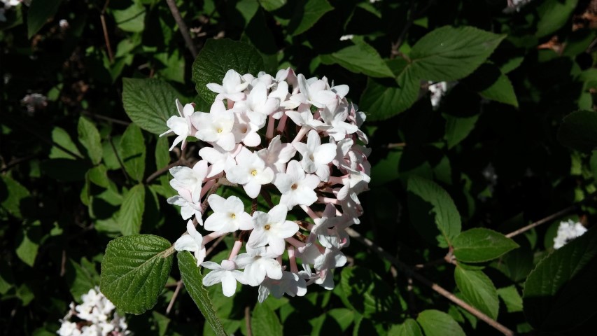 Viburnum carlesii plantplacesimage20150502_135801.jpg