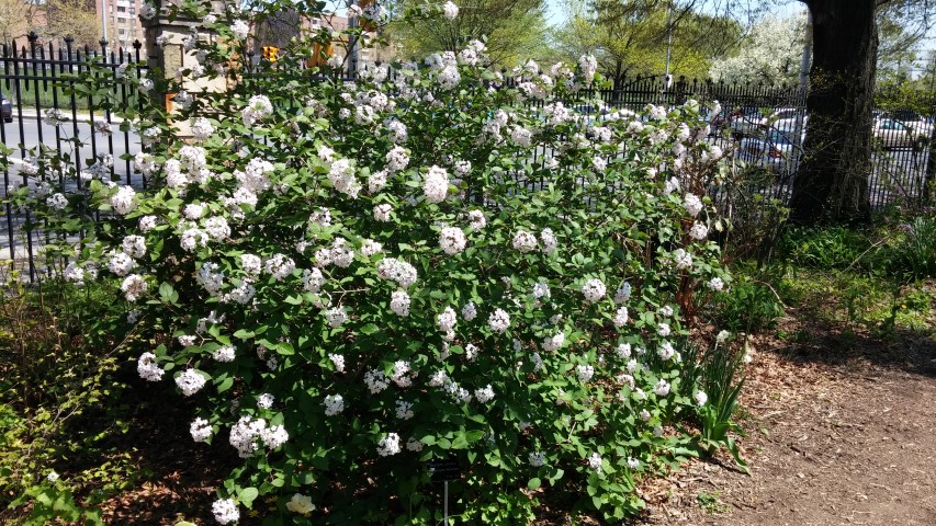 Viburnum carlesii plantplacesimage20150502_135814.jpg