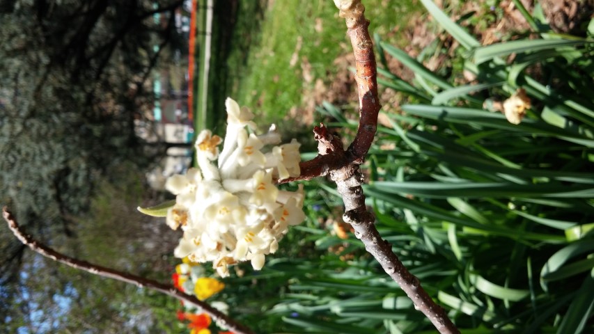 edgeworthia chrysanitha plantplacesimage20150502_135909.jpg