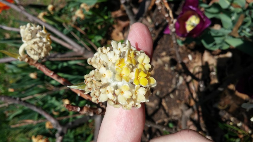 edgeworthia chrysanitha plantplacesimage20150502_135947.jpg