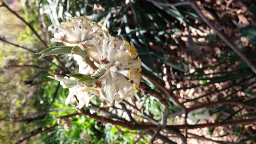 edgeworthia chrysanitha plantplacesimage20150502_140403.jpg