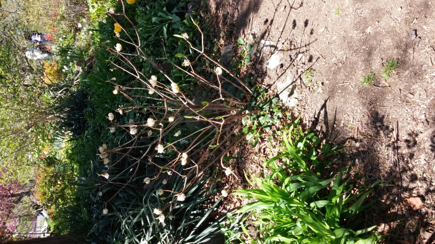 edgeworthia chrysanitha plantplacesimage20150502_140417.jpg