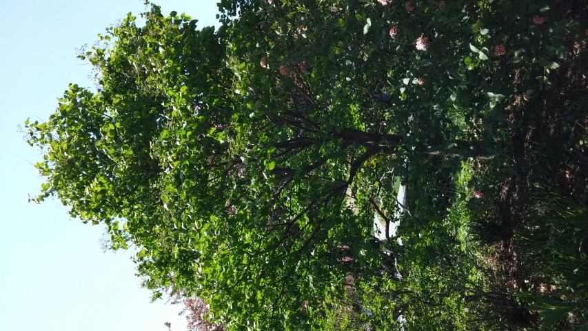 Syringa reticulata plantplacesimage20150502_140841.jpg