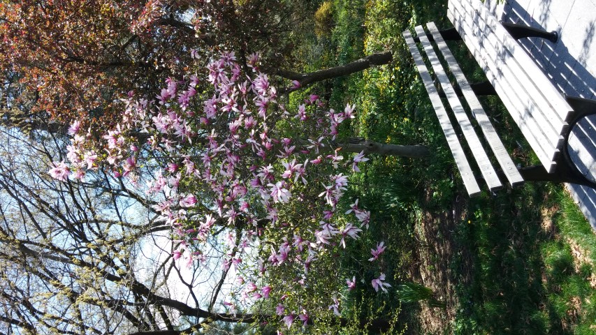 Magnolia x liliiflora plantplacesimage20150502_141028.jpg
