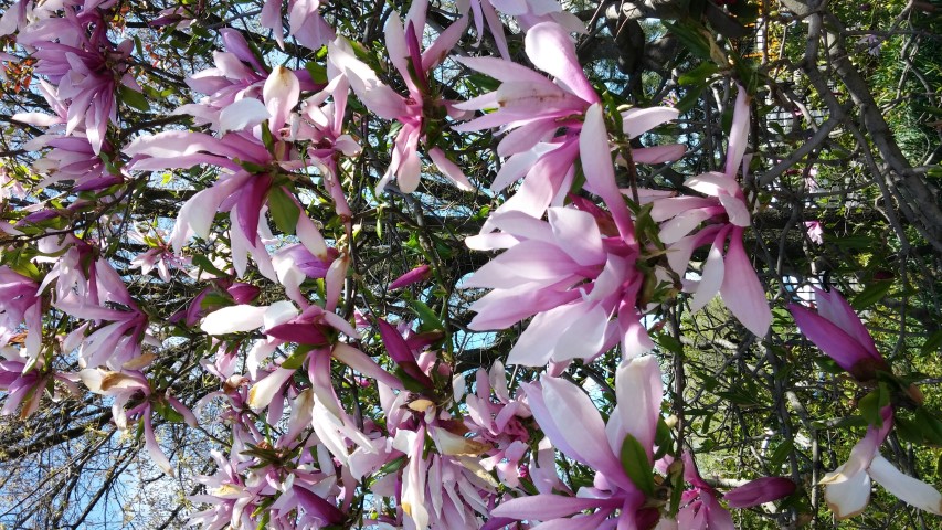 Magnolia x liliiflora plantplacesimage20150502_141042.jpg