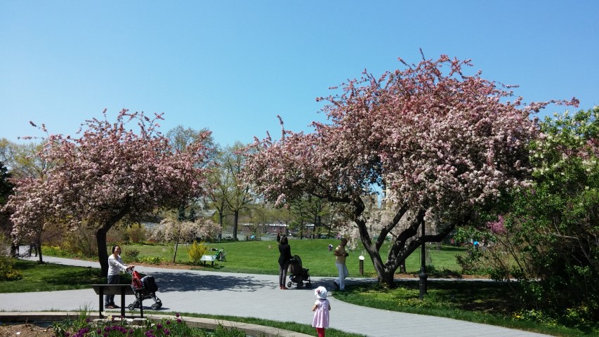 Malus floribunda plantplacesimage20150502_141221.jpg