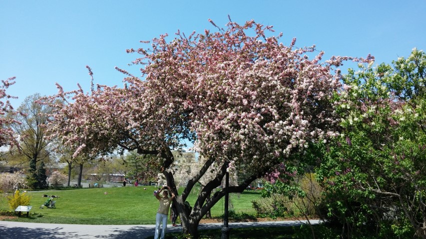 Malus floribunda plantplacesimage20150502_141233.jpg