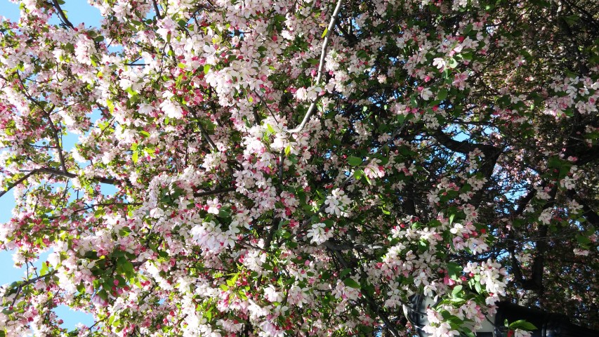 Malus floribunda plantplacesimage20150502_141257.jpg