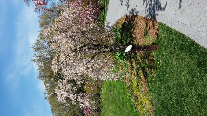 Prunus subhirtella var. pendula plantplacesimage20150502_141500.jpg