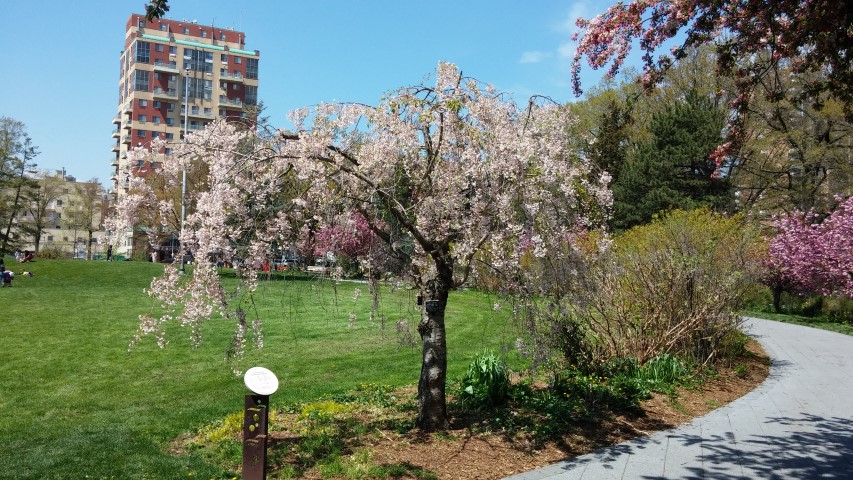 Prunus subhirtella var. pendula plantplacesimage20150502_141526.jpg