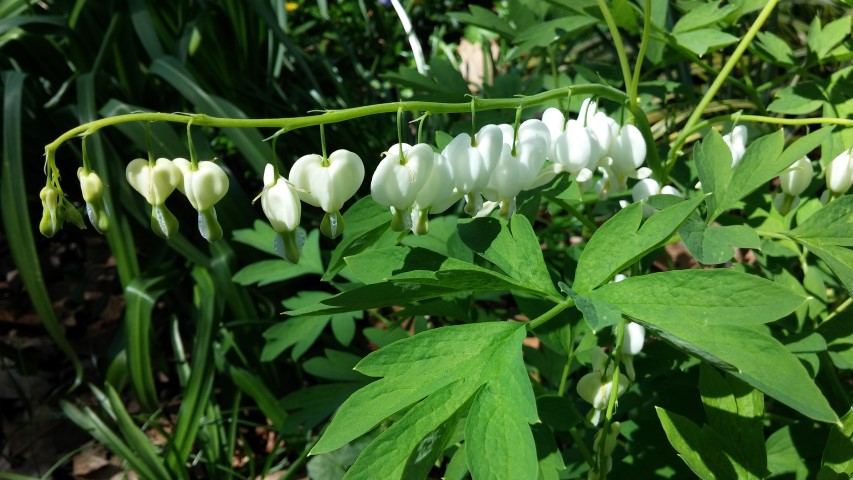 Dicentra eximia plantplacesimage20150502_142316.jpg