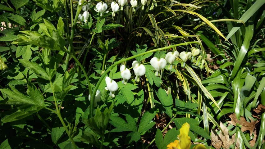 Dicentra eximia plantplacesimage20150502_142331.jpg