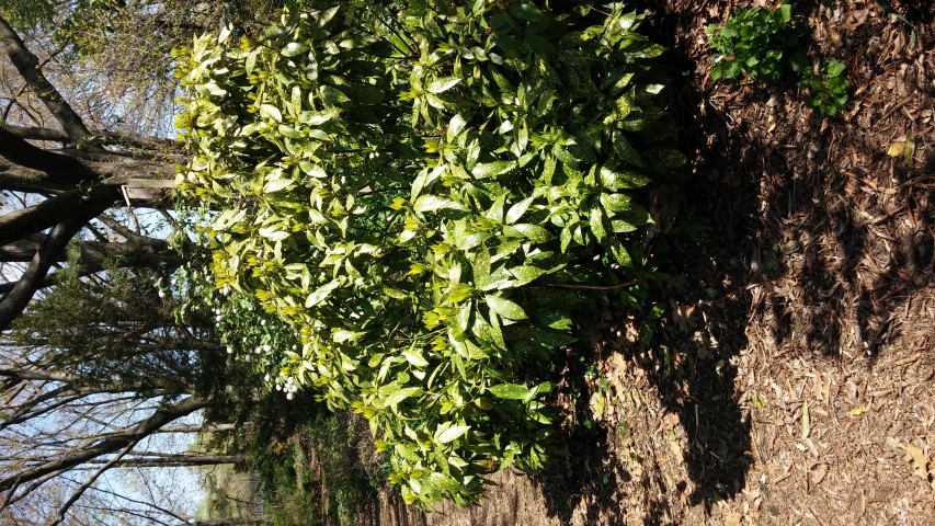 Aucuba japonica plantplacesimage20150502_142558.jpg