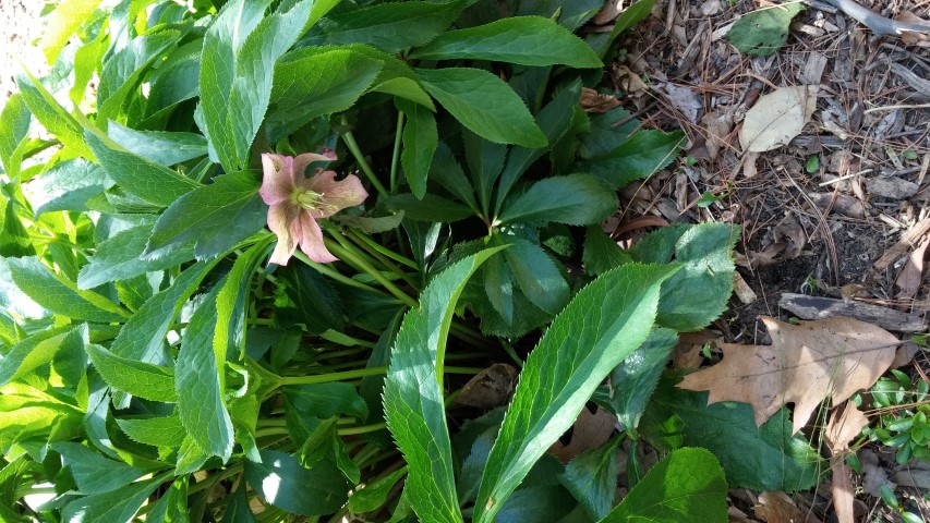 Helleborus orientalis plantplacesimage20150502_142630.jpg