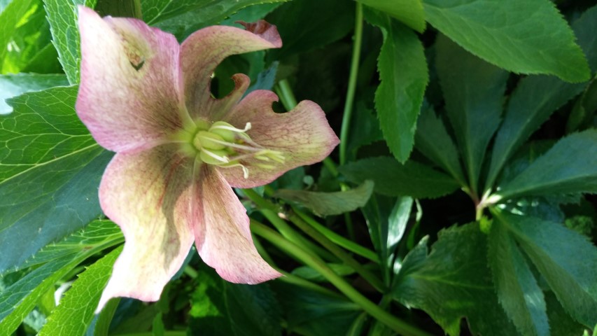 Helleborus orientalis plantplacesimage20150502_142638.jpg