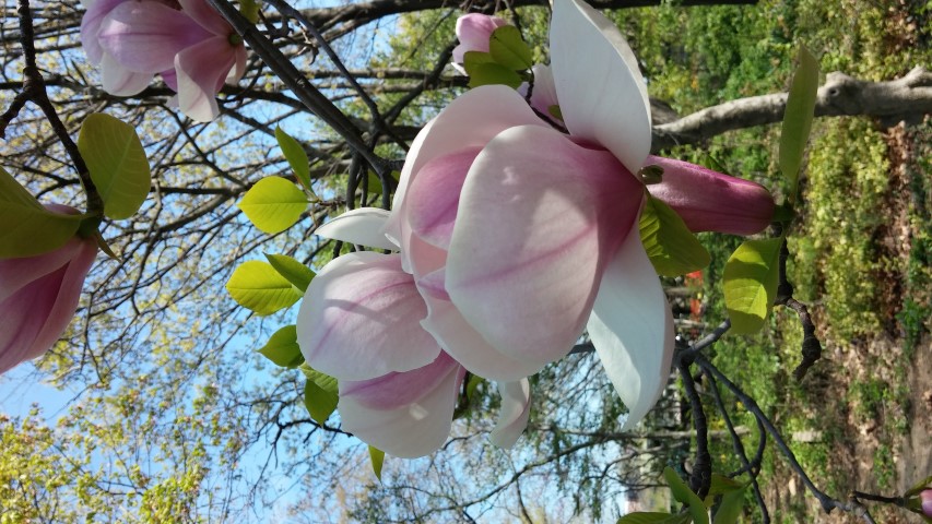 Magnolia x soulangeana plantplacesimage20150502_142824.jpg
