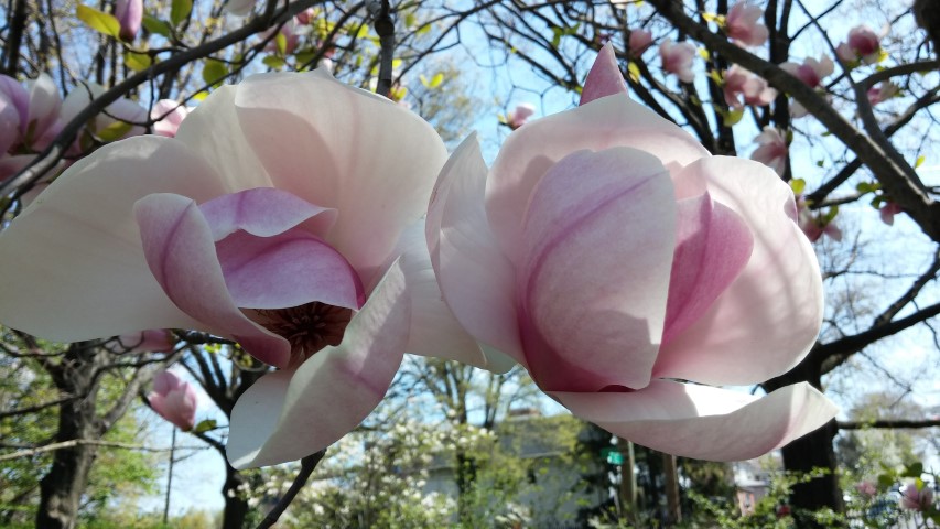 Magnolia x soulangeana plantplacesimage20150502_142834.jpg