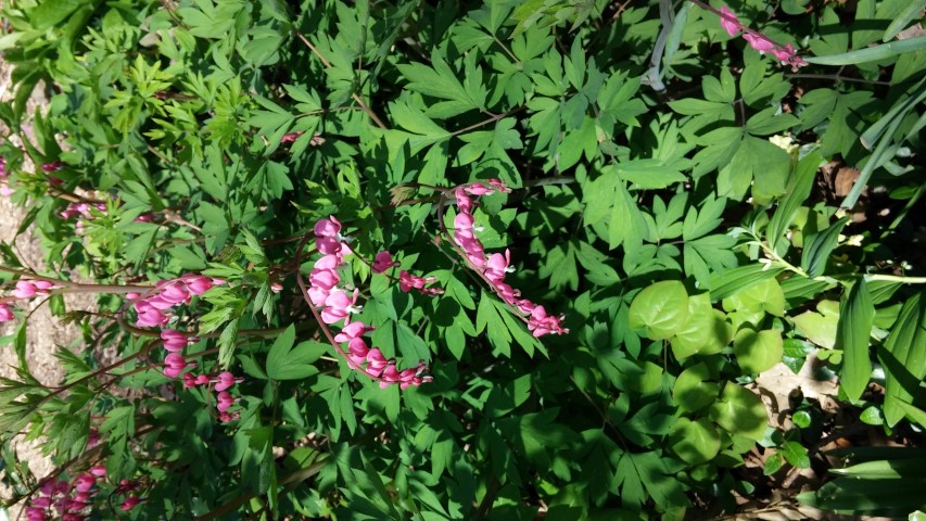 Dicentra eximia plantplacesimage20150502_143050.jpg