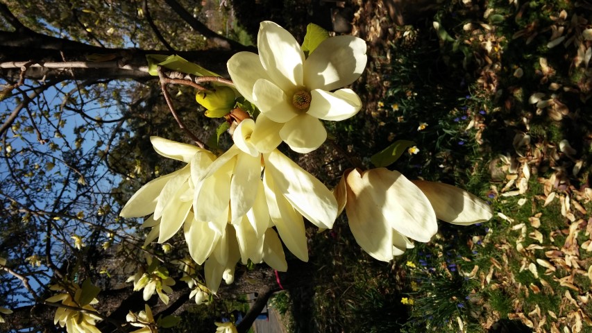 Magnolia x plantplacesimage20150502_144339.jpg