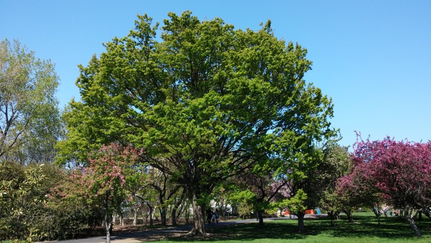 Zelkova serrata plantplacesimage20150502_151704.jpg