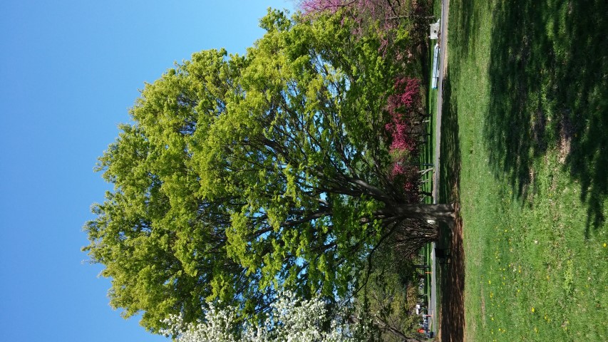 Zelkova serrata plantplacesimage20150502_151954.jpg