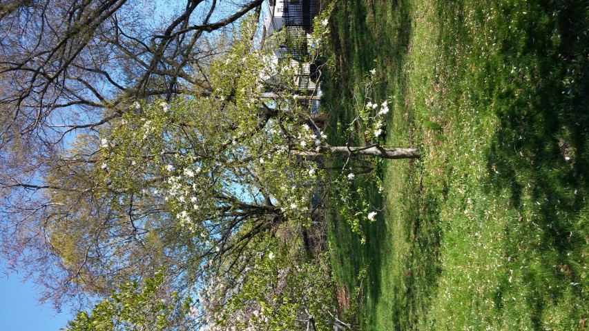 Magnolia stellata plantplacesimage20150502_153058.jpg