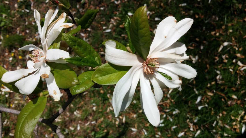 Magnolia stellata plantplacesimage20150502_153109.jpg
