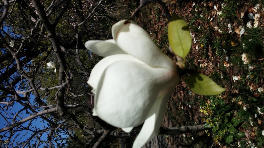 Magnolia x soulangeana plantplacesimage20150502_153420.jpg