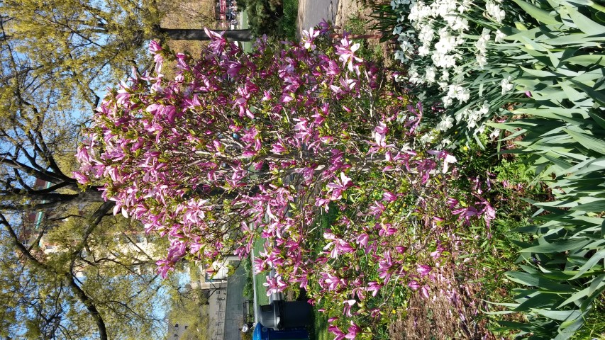 Magnolia x liliiflora plantplacesimage20150502_153814.jpg