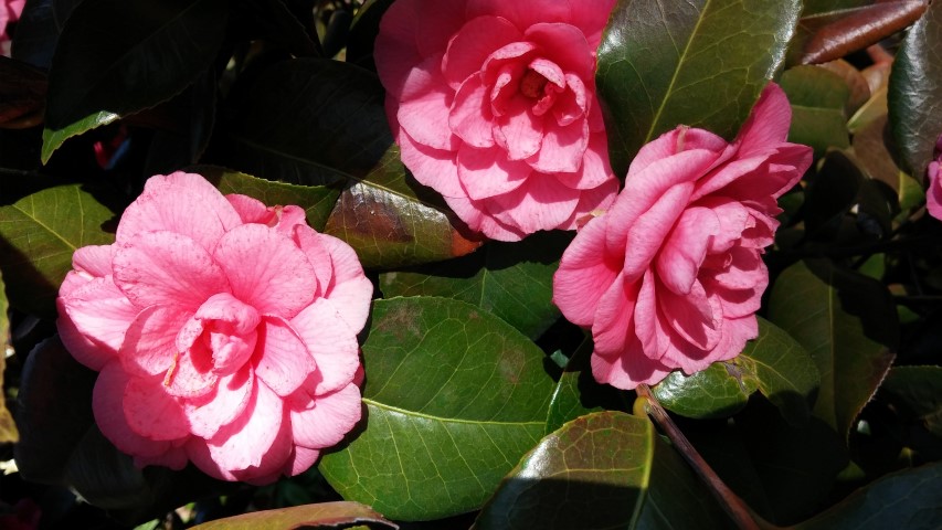 Camellia japonica plantplacesimage20150502_154118.jpg
