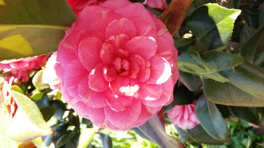 Camellia japonica plantplacesimage20150502_154132.jpg