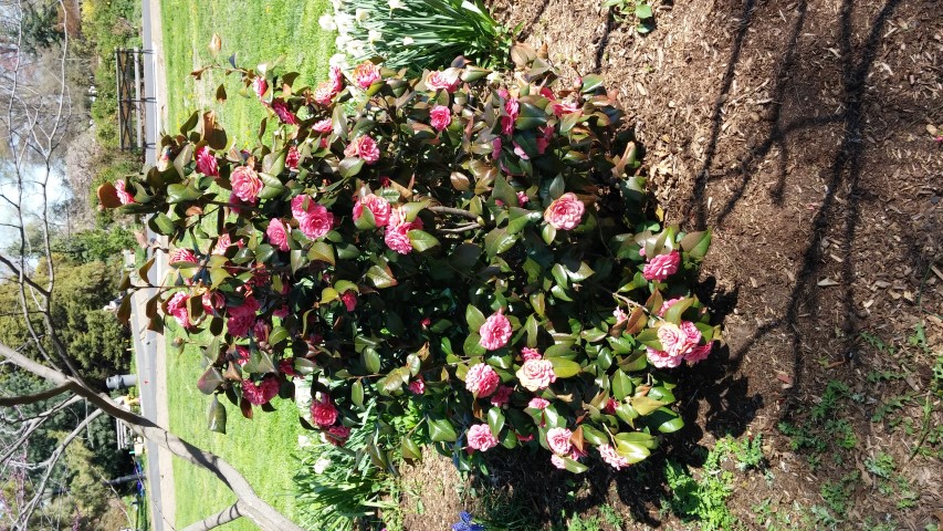 Camellia japonica plantplacesimage20150502_154154.jpg