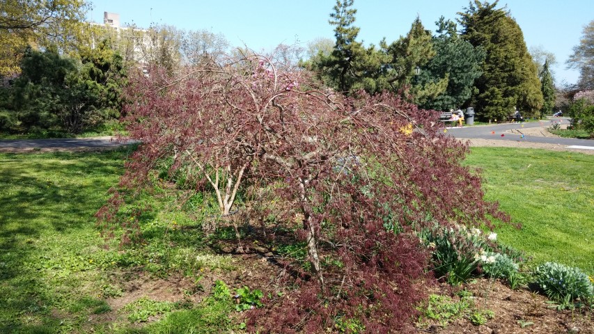 Acer palmatum plantplacesimage20150502_154403.jpg