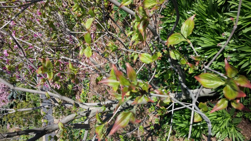 cornus kousa plantplacesimage20150502_154546.jpg