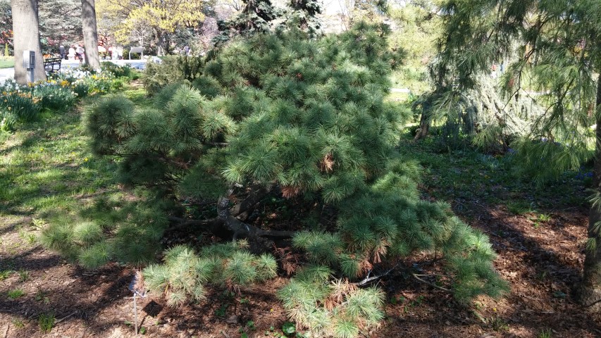 Pinus strobus plantplacesimage20150502_154825.jpg