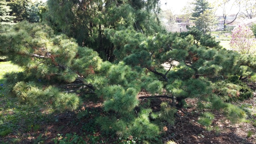 Pinus strobus plantplacesimage20150502_154900.jpg