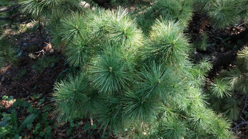 Pinus strobus plantplacesimage20150502_154914.jpg