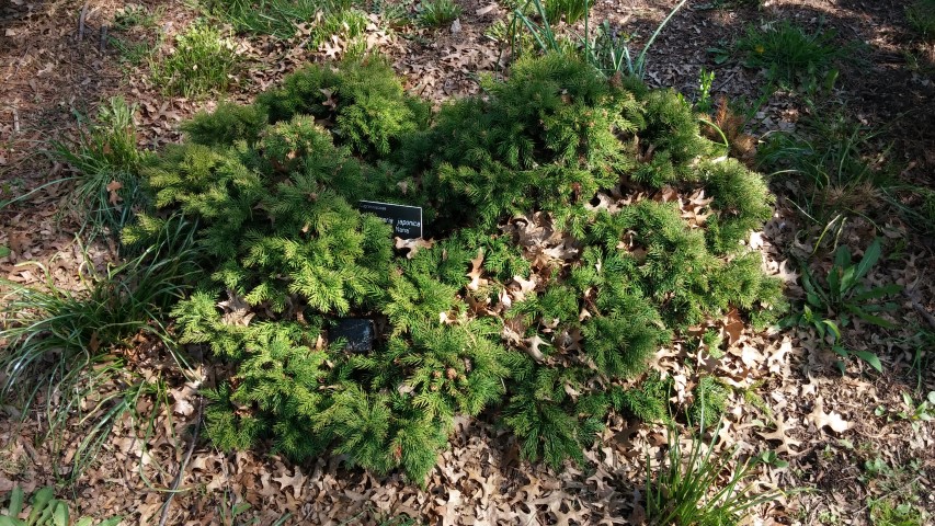 Cryptomeria japonica plantplacesimage20150502_154940.jpg