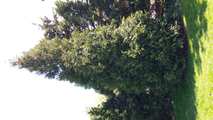 Thuja orientalis plantplacesimage20150502_155522.jpg