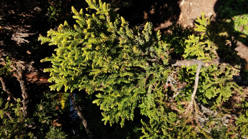 Cryptomeria japonica plantplacesimage20150502_155830.jpg